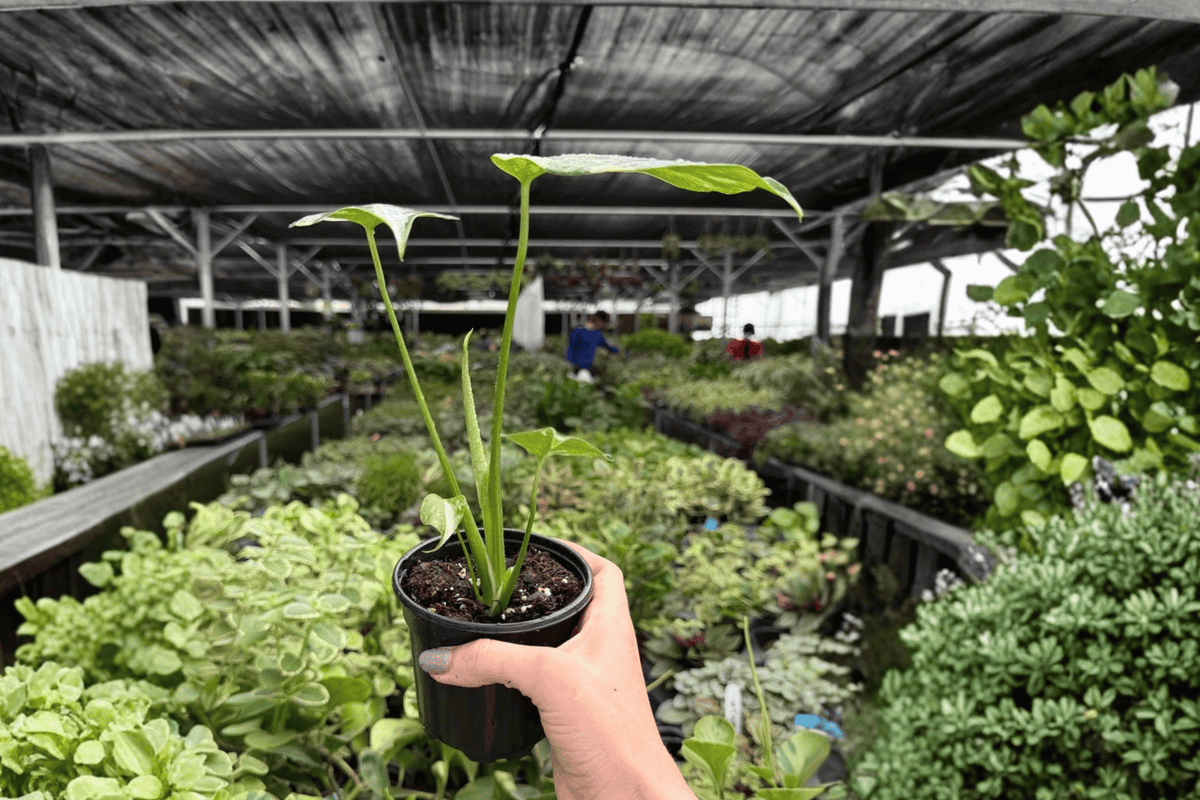 Monstera Thai Constellation - 2 Live Plants in 4-Inch Pots