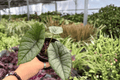 Alocasia Platinum Bisma (Bisma) - 2 Live Plants in 4-Inch Pots