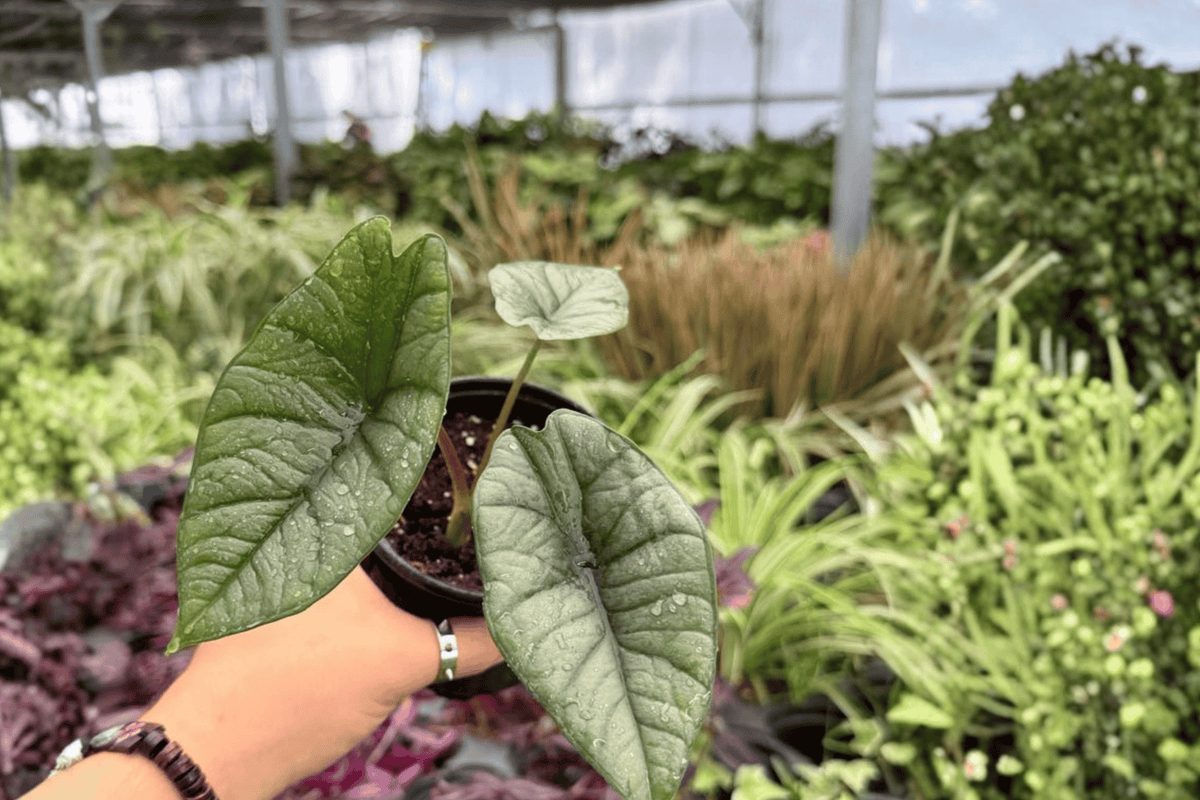 Alocasia Platinum Bisma (Bisma) - 2 Live Plants in 4-Inch Pots
