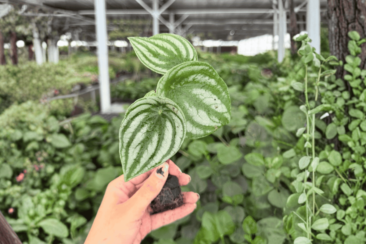 Watermelon Peperomia Peperomia argyreia - 2 Starter Live Plants