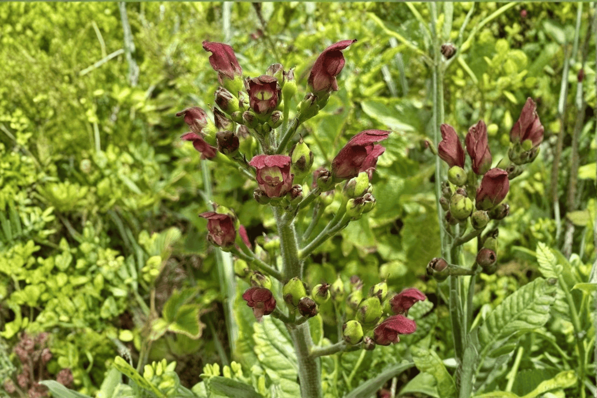 California Figwort (Scrophularia californica) - 1 Live Plant in 4-Inch Pot
