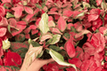 Philodendron Fire Phoenix – 2 Exact Live Plants in 4-Inch Bare Root