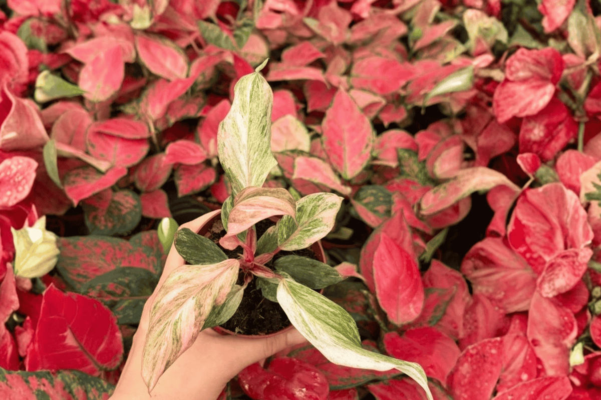 Philodendron Fire Phoenix – 2 Exact Live Plants in 4-Inch Bare Root