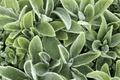 Primrose Heron Lamb's Ear (Stachys byzantina) 4" Pot — 1 Live Plant