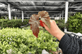 Begonia Fannie Moser - 2 Starter Plants (Exact) | Ornamental Foliage