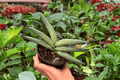 Variegated Sansevieria Boncel Starfish – 2 Live Plants in 4" Pots