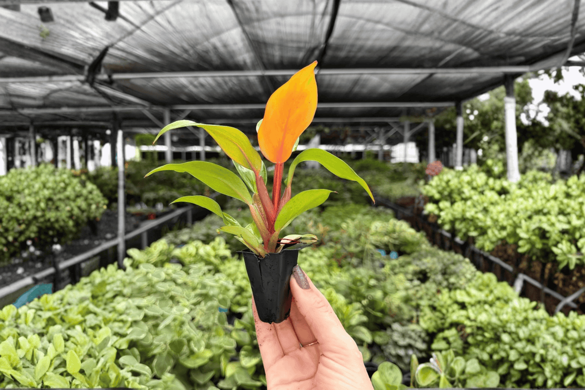 Philodendron Cherry Red - 2 Exact Starter Plants (Bare Root, 2-Inch Pots)