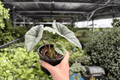 Alocasia Platinum Bisma (Bisma) Live Plants – 2 Potted 4-Inch Plants