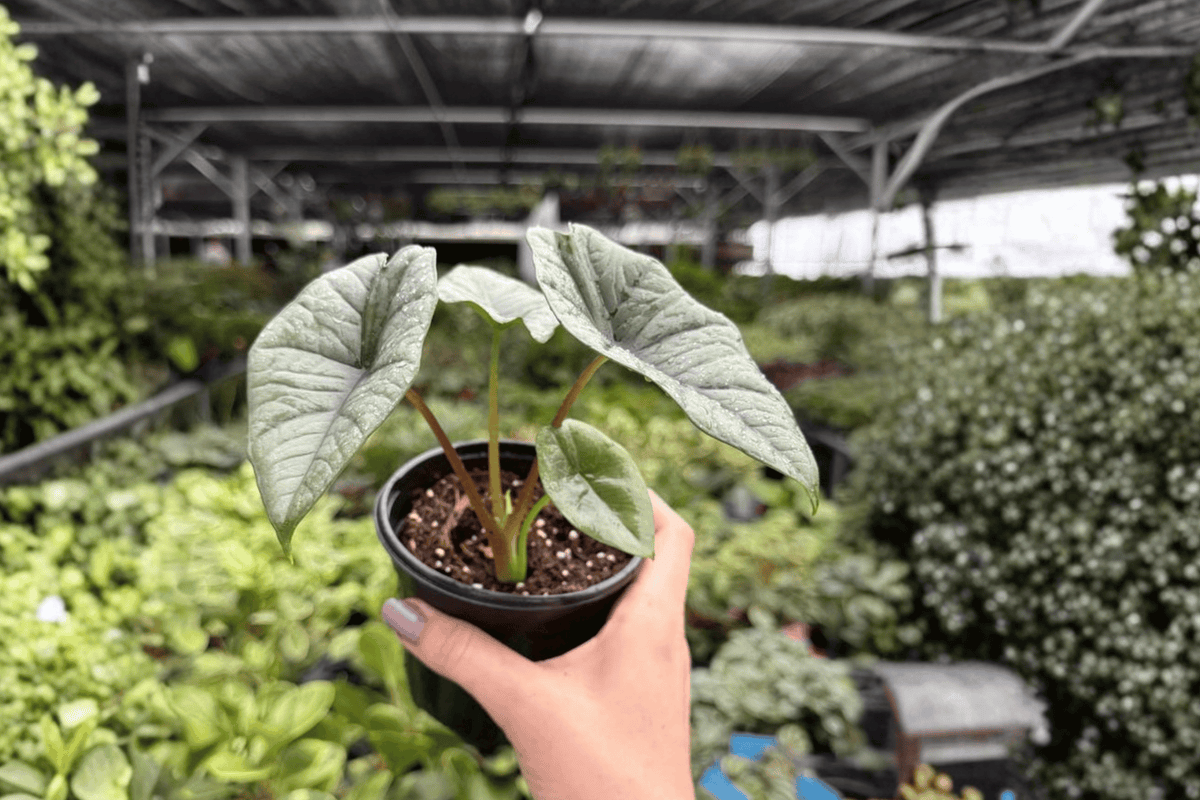 Alocasia Platinum Bisma (Bisma) Live Plants – 2 Potted 4-Inch Plants