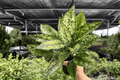 Aglaonema Wintery Winehouse — 2 Live Plants in 4-Inch Pots (Potted) - Wintery Winehouse