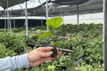Red Planet Hibiscus 2 Live Starter Plants – Shipped in Soil Pods (Hibiscus 'Red Planet')