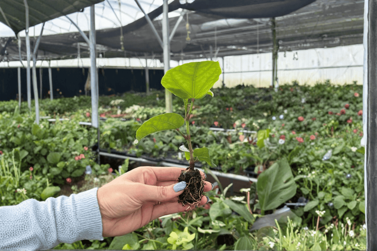 Red Planet Hibiscus 2 Live Starter Plants – Shipped in Soil Pods (Hibiscus 'Red Planet')