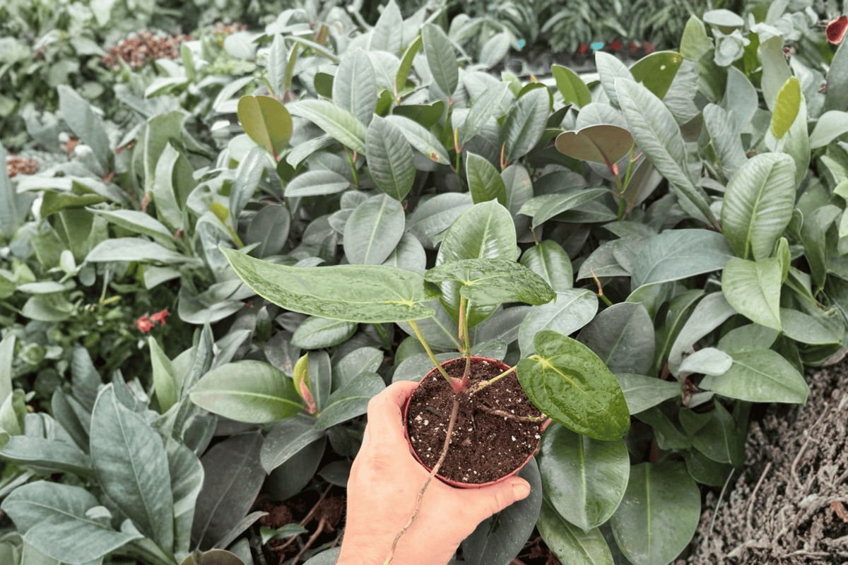 Anthurium AOS × RUDP - 2 Bare Root Live Plants, 4-Inch Pot Size (Exact Plants)