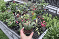 Hoya sigillatis Splash Cuttings - 2 Fresh Cuttings (No Pots)