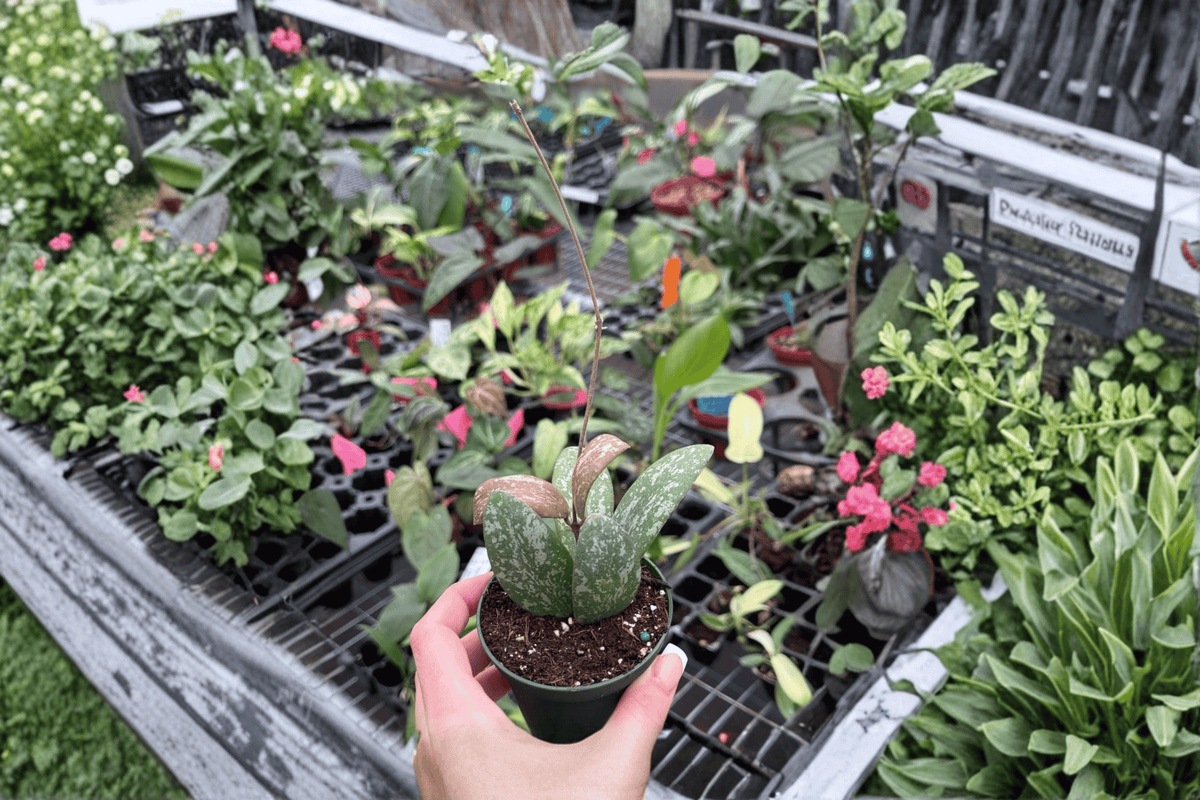 Hoya sigillatis Splash Cuttings - 2 Fresh Cuttings (No Pots)