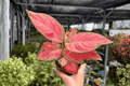 Aglaonema Super Pink 2 Live Plants in 4-Inch Pots | Exact Plants Shipped Potted