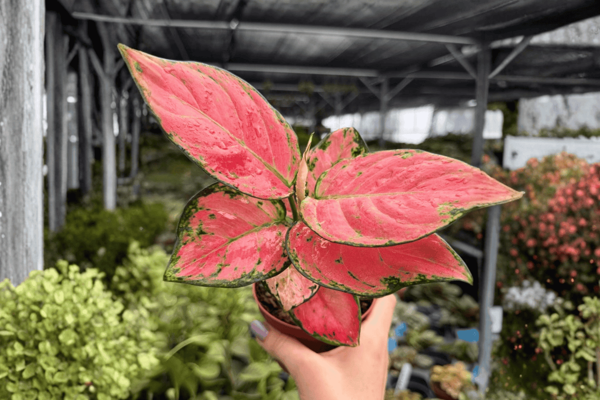 Aglaonema Super Pink 2 Live Plants in 4-Inch Pots | Exact Plants Shipped Potted