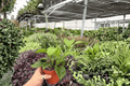 Hoya Quinquenervia - 2 Live Plants in 4-Inch Pots (Exact Plants Shipped in Pots)