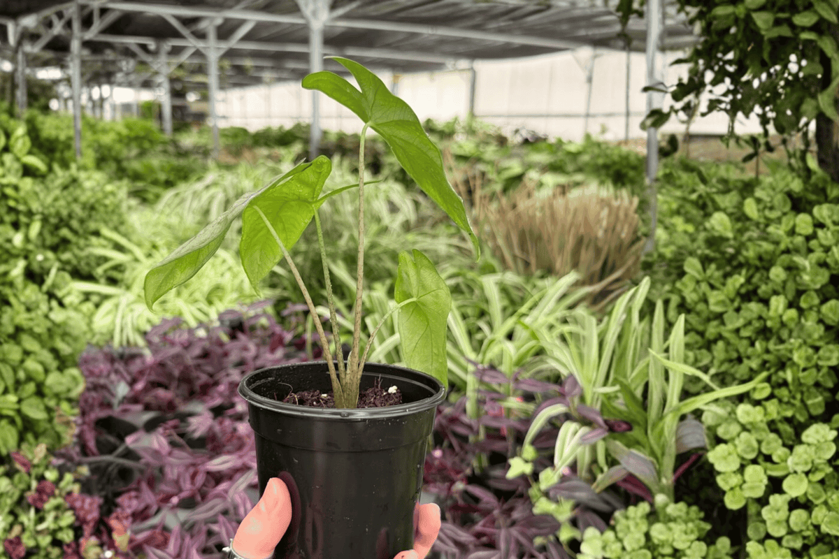 Alocasia Frydek (Alocasia micholitziana 'Frydek') 2 Live 4-Inch Pots