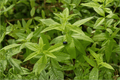 Lemon Verbena (Aloysia triphylla) - 4-Inch Live Plant