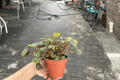 Peperomia Piccolo Banda – 2 Live Plants in 4-Inch Pots