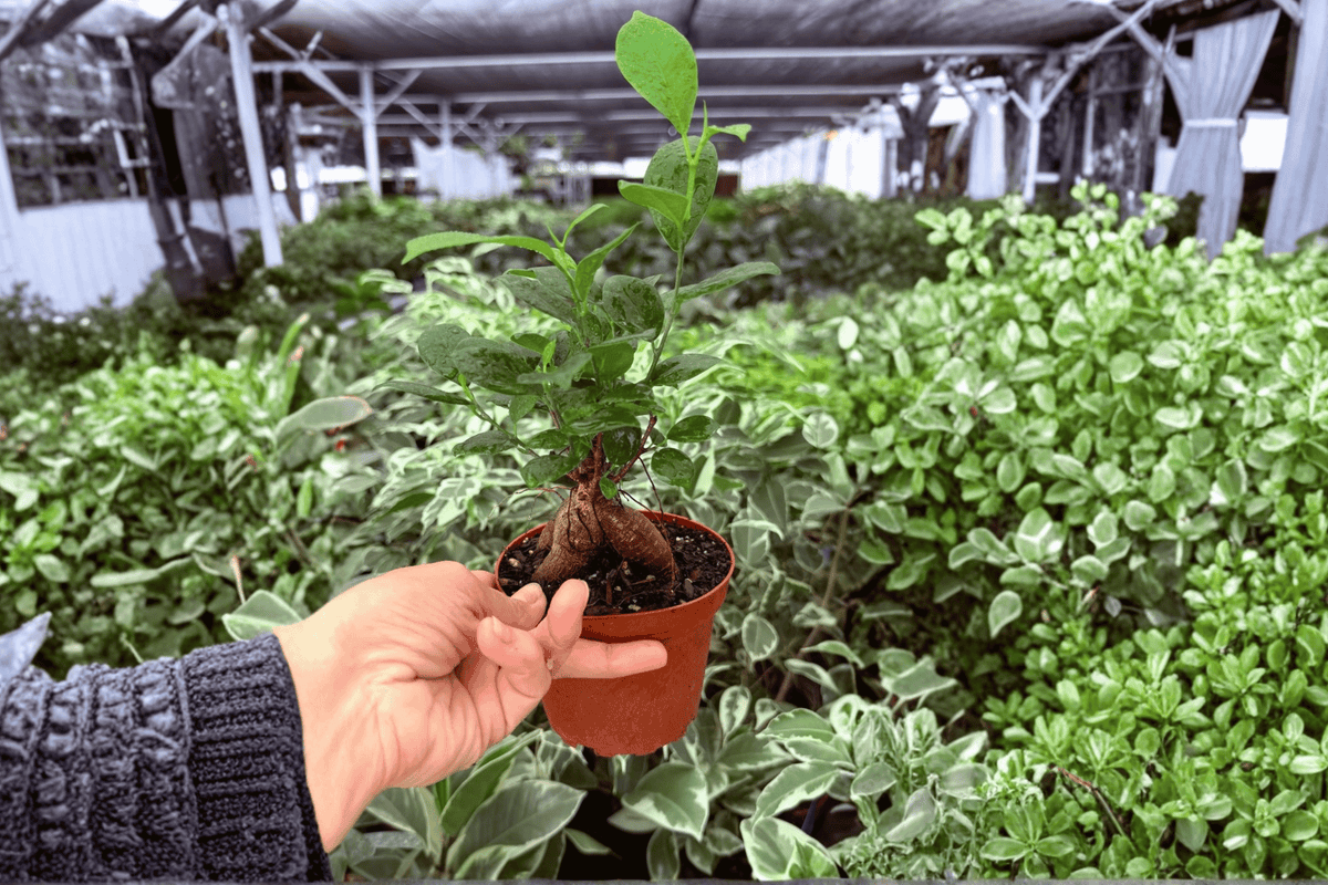 Ficus Ginseng 2 Live Plants in 4-Inch Pots | Ficus microcarpa