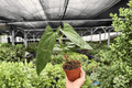 Anthurium Hoffmannii x Red Gunsal Live Plants - 4-Inch Pots (2) Exact Plants