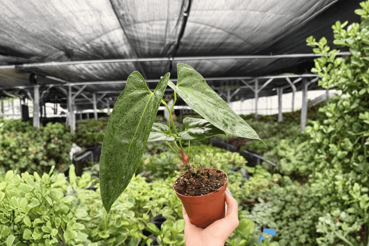 Anthurium Hoffmannii x Red Gunsal Live Plants - 4-Inch Pots (2) Exact Plants
