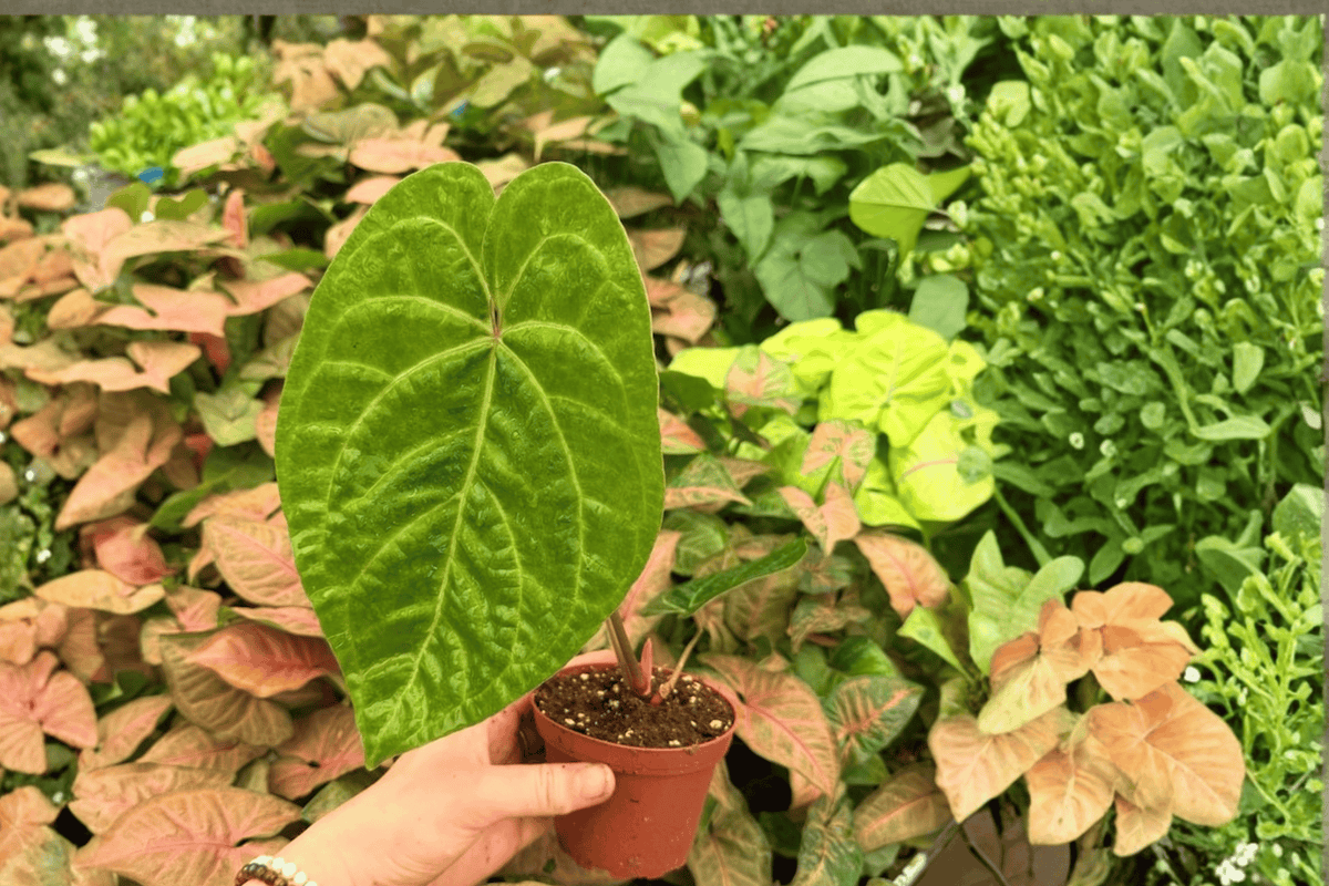 Anthurium Fort Sherman x Xone Hybrid - 2 Exact Live Plants in 4-Inch Pots
