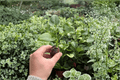 Philodendron Goeldii (Thaumatophyllum spruceanum) Starter Plants – 2 Live Plugs