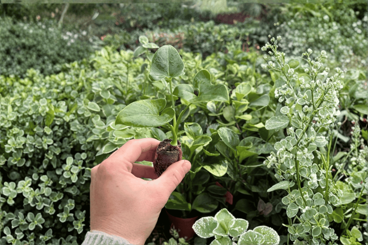 Philodendron Goeldii (Thaumatophyllum spruceanum) Starter Plants – 2 Live Plugs