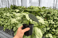 Alocasia Dragon Wings (Dragon Scale x Scalprum) - 2 Live Plants in 4" Pots