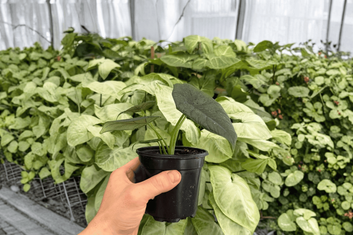 Alocasia Dragon Wings (Dragon Scale x Scalprum) - 2 Live Plants in 4" Pots