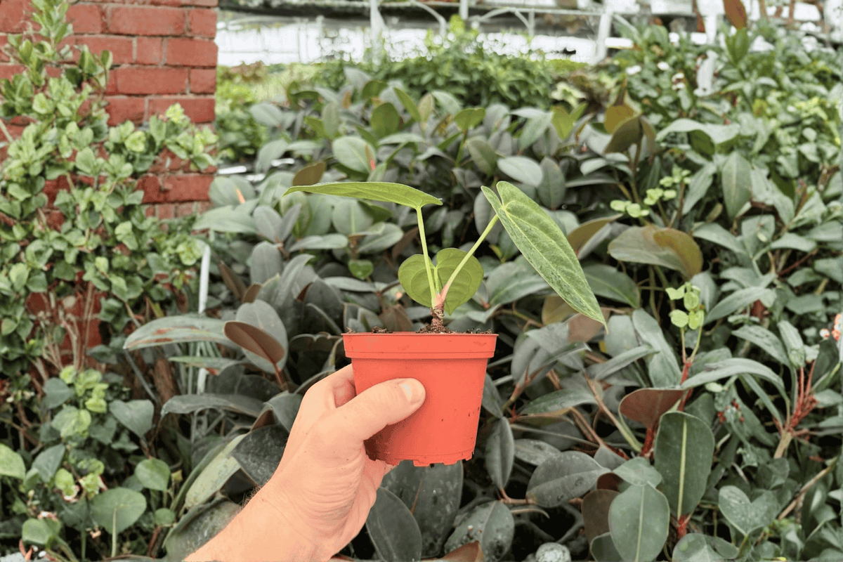 Anth intelig - Anthurium Fort Sherman x Dark Silver Live Plants (2) in 4-Inch Pots