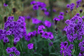 Empress Flair Cobalt Blue Verbena Live Plant - 4-Inch Pot