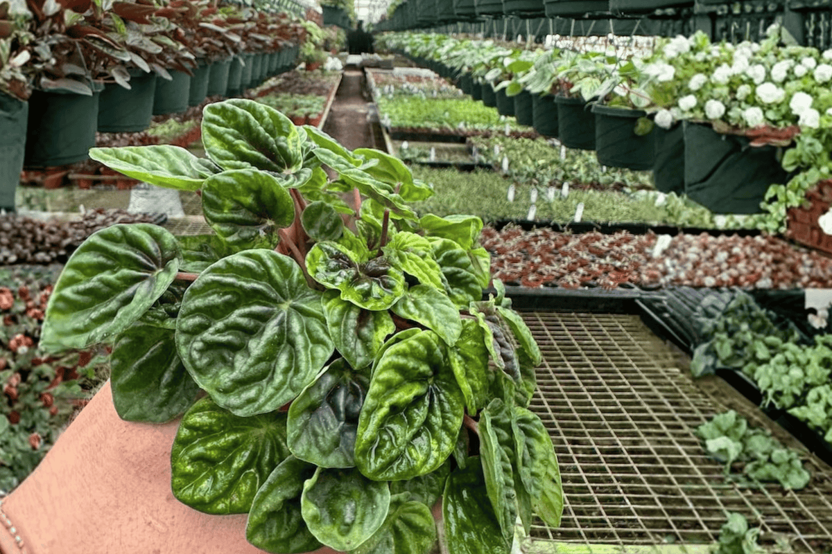 Peperomia caperata Green Ripple - 2 Live Plants in 4-Inch Pots