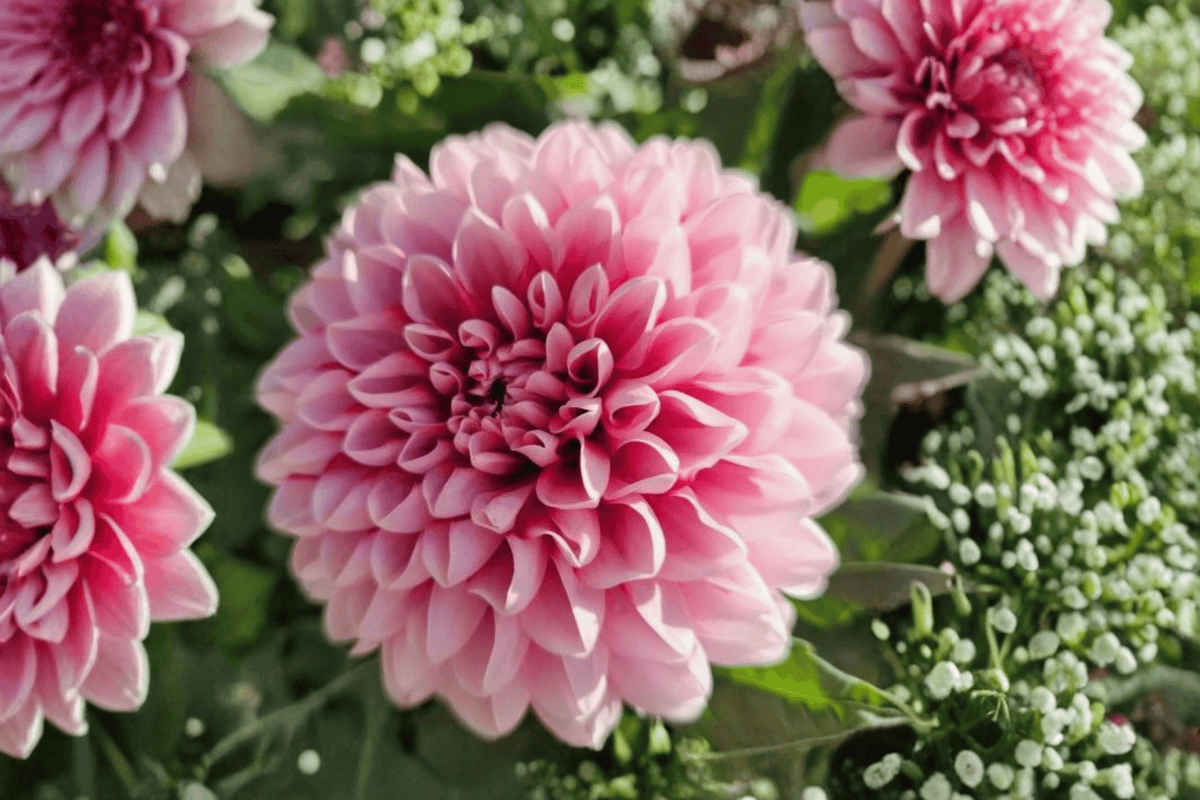 Cherie Pink Lace Dahlia (Dahlia variabilis) 1 Gallon Live Plant