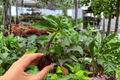 Dieffenbachia Green Magic Starter Plants (2) - 2-In Pots, Unpotted
