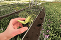 Aloe Solar Flare Starter Plants (2-Pack) - 2-Inch Nursery Pot Size | Bare Root