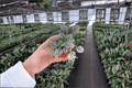 Peperomia albovittata 'Piccolo Banda' Starter Plants – 2-Pack