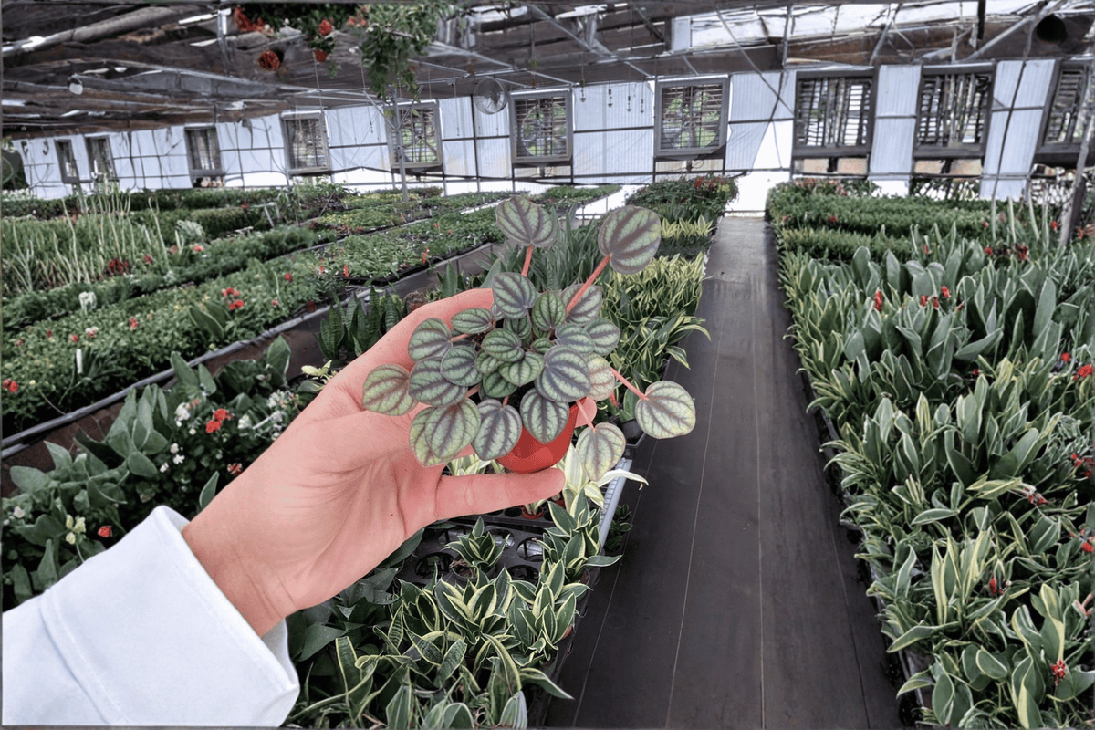 Peperomia albovittata 'Piccolo Banda' Starter Plants – 2-Pack