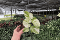 Manjula Pothos (Epipremnum aureum 'Manjula') - 2 Live Plants in 4-Inch Pots