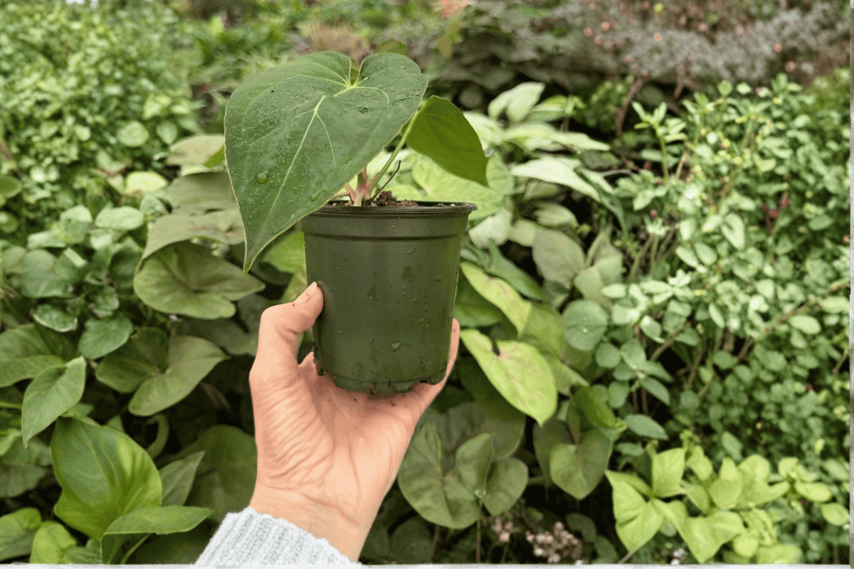 Anthurium Venom × Magnificum Live Plants – 2 Plants in 4-Inch Pots