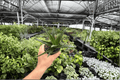 Aloe Black Gem - 2 Live Plants in 4-Inch Pots (Exact Plants)
