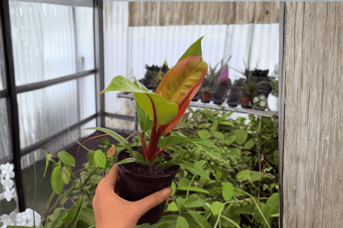 Philodendron Prince of Orange - 2 Bare Root Live Plants, 4-Inch Pot Size