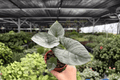 Alocasia Reginae Live Plants - 2 Exact 4-Inch Pots