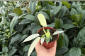 Philodendron Florida Ghost Mint - 2 Bare Root Live Plants, 4-Inch Pot Size