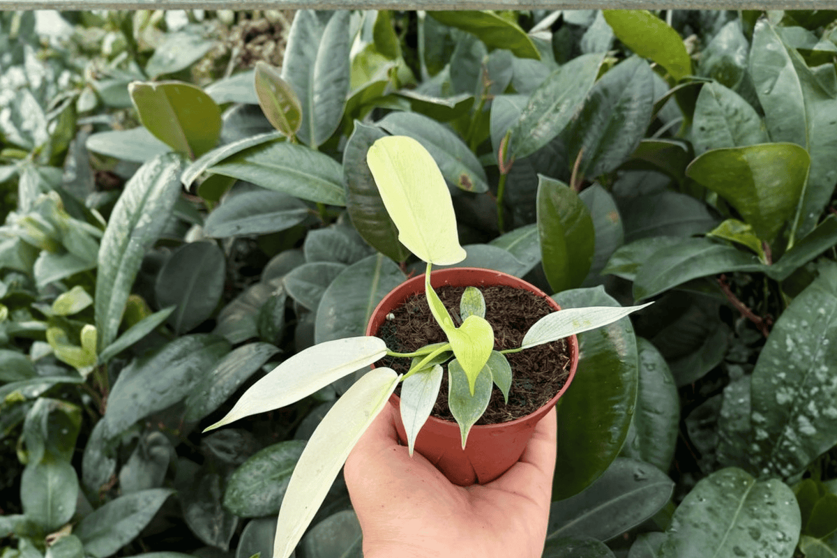 Philodendron Florida Ghost Mint - 2 Bare Root Live Plants, 4-Inch Pot Size