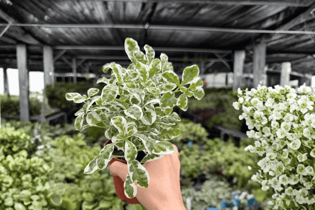 Alternanthera Snow Queen - 2 Live Plants in 4-Inch Pots