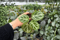 Anthurium Dorayaki x MBR Live Plants - 4-Inch Pots (2) Exact Plants